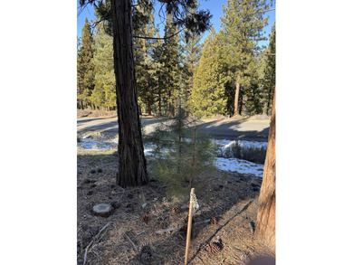 **Experience the Best of Nature and Luxury at Grizzly Ranch!** on Grizzly Ranch Golf Club in California - for sale on GolfHomes.com, golf home, golf lot