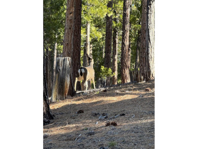 **Experience the Best of Nature and Luxury at Grizzly Ranch!** on Grizzly Ranch Golf Club in California - for sale on GolfHomes.com, golf home, golf lot