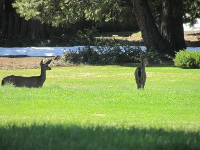 This property is .90 acres sloping towards beautiful Goose bay on Lake Almanor West Golf Course in California - for sale on GolfHomes.com, golf home, golf lot