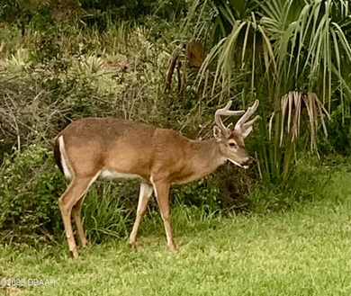PRICE REDUCED ... LOCATION - LOCATION - LOCATION in the Golf on Halifax Plantation Golf Club in Florida - for sale on GolfHomes.com, golf home, golf lot
