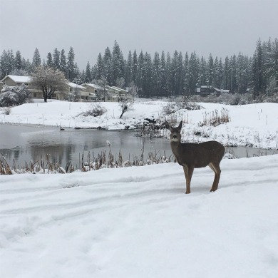 Enjoy the serenity of the pond and the abundant wildlife. The on Plumas Pines Golf Resort in California - for sale on GolfHomes.com, golf home, golf lot