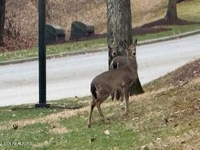 Build Your Dream Home in One of East Tennessee's Premier Resort on Tennessee National Golf Club in Tennessee - for sale on GolfHomes.com, golf home, golf lot