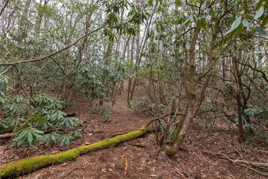 Build a dream golf course home on this affordable lot in the on Burlingame Country Club in North Carolina - for sale on GolfHomes.com, golf home, golf lot