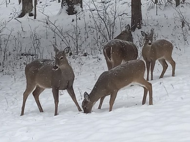 Experience refined living with scenic golf course views and a on White Plains Golf Course in Tennessee - for sale on GolfHomes.com, golf home, golf lot