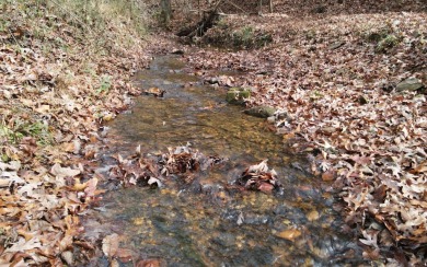 UNRESTRICTED WATER-FRONT Wooded Lot Situated in the Mountains of on Brasstown Valley Resort and Spa in Georgia - for sale on GolfHomes.com, golf home, golf lot