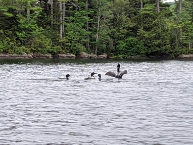 This impeccably maintained, climate-controlled, historic Log on Lucerne In Maine Golf Course in Maine - for sale on GolfHomes.com, golf home, golf lot