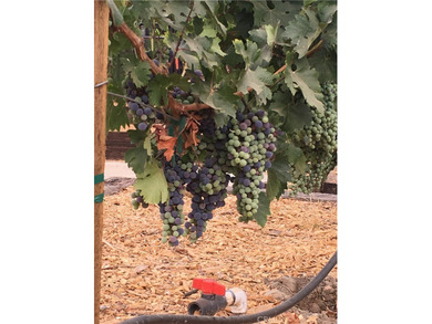 Rare 10.3-Acre equestrian and possible development opportunity on Angeles National Golf Club in California - for sale on GolfHomes.com, golf home, golf lot