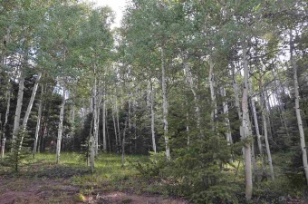 Beautiful forested lot complete with pine, spruce and aspens! A on Angel Fire Resort Country Club in New Mexico - for sale on GolfHomes.com, golf home, golf lot