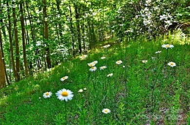 Private, LAKEFRONT LOT on beautiful Lake Lure! Located in on Rumbling Bald Resort on Lake Lure in North Carolina - for sale on GolfHomes.com, golf home, golf lot
