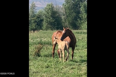 Nestled in the heart of Heber Valley's desirable Charleston on  in Utah - for sale on GolfHomes.com, golf home, golf lot