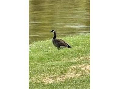 2 Lots included in this property, just across from the Brazos on Horseshoe Bend Country Club in Texas - for sale on GolfHomes.com, golf home, golf lot