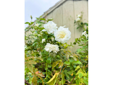 Beautifully remodeled 2-bedroom, 2-bath home located in the on The Club At Shenandoah Springs in California - for sale on GolfHomes.com, golf home, golf lot