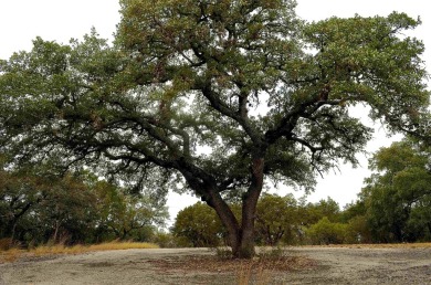 Take advantage of this incredible opportunity to own 3 on Slick Rock Golf Course - Horseshoe Bay in Texas - for sale on GolfHomes.com, golf home, golf lot