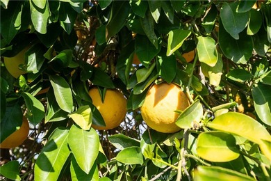 Turn Key large floor plan with 2 bedroom and 2 full bathroom on Cherry Hills Golf Club in California - for sale on GolfHomes.com, golf home, golf lot