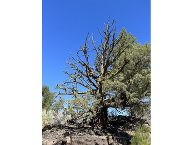 This Four Peaks lot is close to all the resort action AND allows on The Club At Pronghorn Golf Course in Oregon - for sale on GolfHomes.com, golf home, golf lot