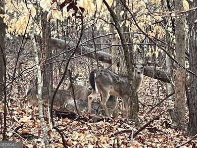 Excellent corner homesite located in the gated Chickasaw Point on The Trail At Chickasaw Pointe in South Carolina - for sale on GolfHomes.com, golf home, golf lot