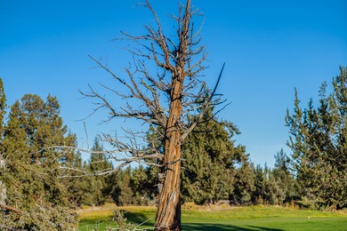 Located on the 18th fairway of The Ridge Course in Eagle Crest on Eagle Crest Golf Resort - Resort Course in Oregon - for sale on GolfHomes.com, golf home, golf lot