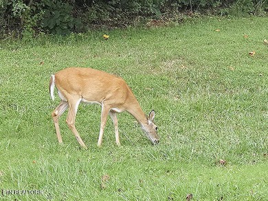 'Unique Opportunity to complete your Dream Home! Discover an on Rarity Bay Country Club - Loudon in Tennessee - for sale on GolfHomes.com, golf home, golf lot