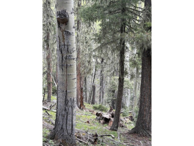 With soaring views, this parcel has all fauna of the forest on on Angel Fire Resort Country Club in New Mexico - for sale on GolfHomes.com, golf home, golf lot