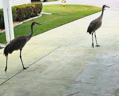 This home is on leased land, meaning buyers do not own the land on Big Cypress Golf and Country Club in Florida - for sale on GolfHomes.com, golf home, golf lot