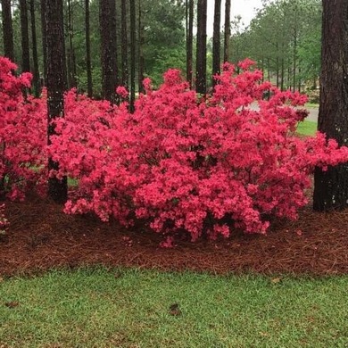 Immaculate, custom, updated, one-story ranch with a bonus room on The Golf Club At Cedar Creek in South Carolina - for sale on GolfHomes.com, golf home, golf lot