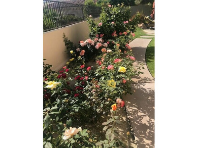 An amazing quality custom home in the heart of Ironwood Country on Ironwood Country Club in California - for sale on GolfHomes.com, golf home, golf lot