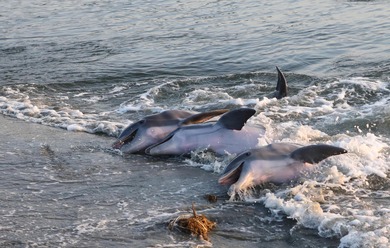Welcome to 27 Marsh Edge Lane, a private, well-maintained Kiawah on Kiawah Island Resort - Osprey Point in South Carolina - for sale on GolfHomes.com, golf home, golf lot