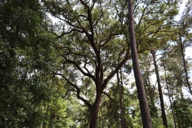 Embrace Lowcountry Living and build your dream home on Lot 46 on DeBordieu Country Club in South Carolina - for sale on GolfHomes.com, golf home, golf lot