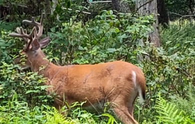Prime Building Lot in The Hideout - Lake Ariel, PA Start your on The Hideout Golf in Pennsylvania - for sale on GolfHomes.com, golf home, golf lot