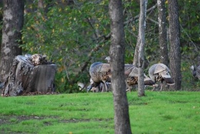 Over half an acre located in fast developing community.  Enjoy on White Bluff Resort - Old Course in Texas - for sale on GolfHomes.com, golf home, golf lot