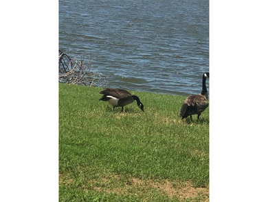 Golf course lot available on the 14th hole of White Bluff on White Bluff Resort - New Course in Texas - for sale on GolfHomes.com, golf home, golf lot