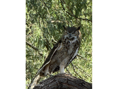 The perfect seasonal or full-time retreat awaits! This on Torres Blancas Golf Club in Arizona - for sale on GolfHomes.com, golf home, golf lot