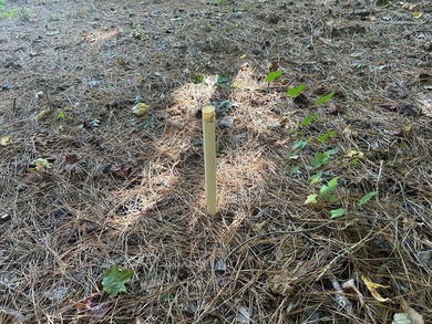 Home Escape!! Seeking an excellent location to build your new on Tanglewood Shores Golf Club in Virginia - for sale on GolfHomes.com, golf home, golf lot