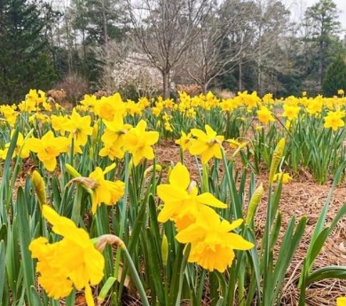 You will see why the neighborhood is called Skyview!  Beautiful on Callaway Gardens Golf Resort  in Georgia - for sale on GolfHomes.com, golf home, golf lot