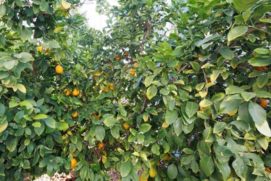 Wake up to breathtaking golf course views on Hole 14, where lush on Palm Creek Golf and RV Resort in Arizona - for sale on GolfHomes.com, golf home, golf lot