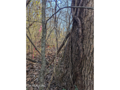 Opportunity knocks at 261 Ootsima Way, a scenic vacant parcel on Toqua Golf Course - Loudon County in Tennessee - for sale on GolfHomes.com, golf home, golf lot