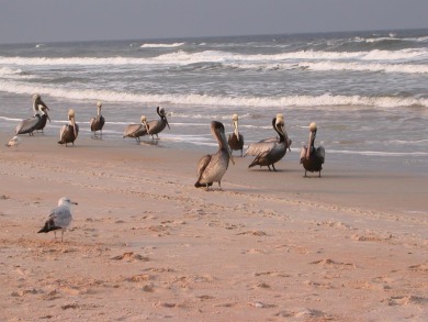 THIS PROPERTY HAS A SHORT-TERM LICENSE !!!!!!!!Welcome to on Ocean Palm Golf Course in Florida - for sale on GolfHomes.com, golf home, golf lot