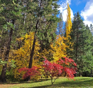 Nestled in the beautiful Sierra Nevada Mountains, this inviting on Sequoia Woods Country Club in California - for sale on GolfHomes.com, golf home, golf lot