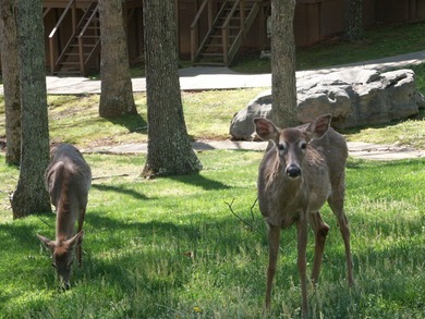 Ready to start enjoying for the 2026 season. If you don't know on Woodson Bend Resort in Kentucky - for sale on GolfHomes.com, golf home, golf lot