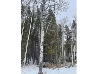 Wow! This lot has it all. Privacy, Trees, Close to recreation on Timberline Golf Course in Idaho - for sale on GolfHomes.com, golf home, golf lot