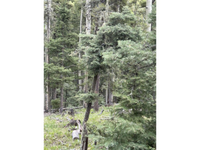 With soaring views, this parcel has all fauna of the forest on on Angel Fire Resort Country Club in New Mexico - for sale on GolfHomes.com, golf home, golf lot