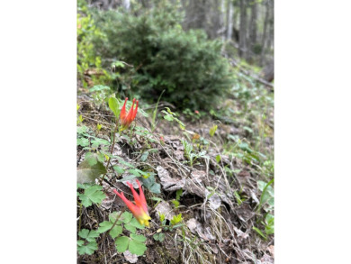 With soaring views, this parcel has all fauna of the forest on on Angel Fire Resort Country Club in New Mexico - for sale on GolfHomes.com, golf home, golf lot