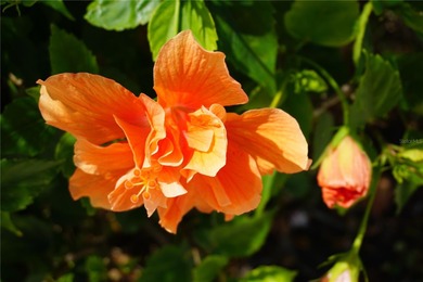 WOW--AN INCREDIBLE VALUE FOR THIS BEAUTIFUL, NEWER CUSTOM BUILT on Burnt Store Golf Club in Florida - for sale on GolfHomes.com, golf home, golf lot