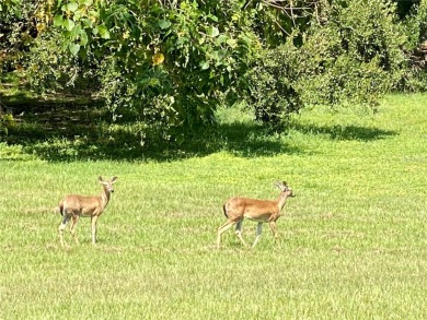 Enjoy Peaceful PRESERVE Views while watching the wildlife from on Highland Lakes Executive Golf Course in Florida - for sale on GolfHomes.com, golf home, golf lot