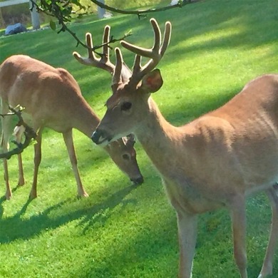 Enjoy privacy, charm, and location in this beautifully on Eagle Bend Golf Course in Montana - for sale on GolfHomes.com, golf home, golf lot