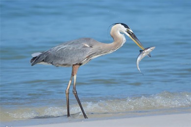 Under contract-accepting backup offers. MAINTENANCE FREE - OPEN on Plantation Golf and Country Club in Florida - for sale on GolfHomes.com, golf home, golf lot