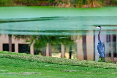 This high and dry lot overlooks a pond and the 12th green on St. James Bay in Florida - for sale on GolfHomes.com, golf home, golf lot