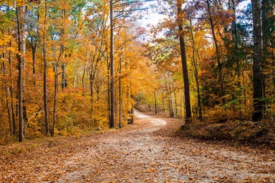 Prime Golf Course Home site on Monroe Lane Discover an on Monticello Golf Club At Savannah Lakes in South Carolina - for sale on GolfHomes.com, golf home, golf lot