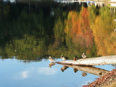 Lake view on a double lot on Treasure Lake - Gold in Pennsylvania - for sale on GolfHomes.com, golf home, golf lot