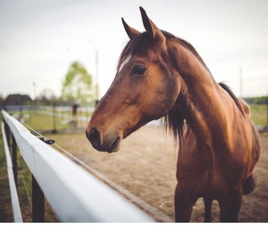 NO HOA OR DEED RESTRICTIONS! Location! Location! Location! Great on Seven Springs Golf and Country Club in Florida - for sale on GolfHomes.com, golf home, golf lot
